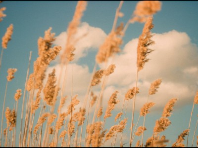 怎样提高法语口语